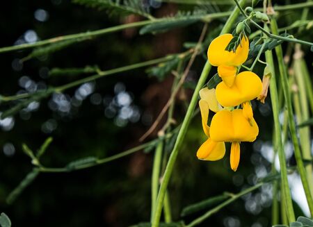 fresh yellow sesbania javanica flower hanhking on tree with green seed podの写真素材