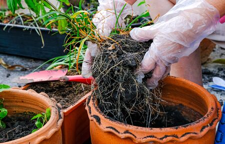 group of root rain lily flower tree in female handの写真素材