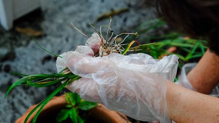 women left hand in plastic glove holding bulb rain lily flower.