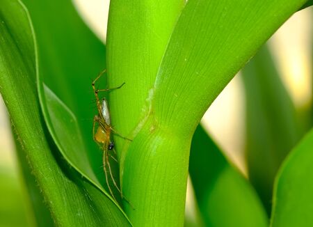 golden yellow head spider animal on green leaf in thailand. Furry small insect  eight legs.の写真素材