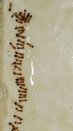 group of small ant eat liquid food stand in lineの写真素材