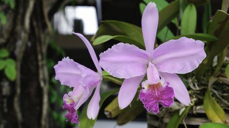 two fresh cattleya flower. Pink and  violet orchid tree hanging in garden.の写真素材