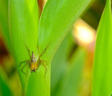 small golden yellow head spider animal on green leaf in thailand. Furry pest in gardenの写真素材