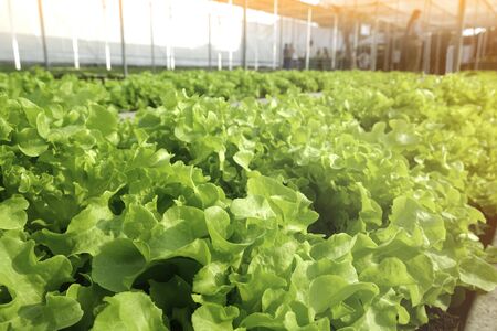 green oak lettuce vegetable in organic farm. Plant on soilの写真素材