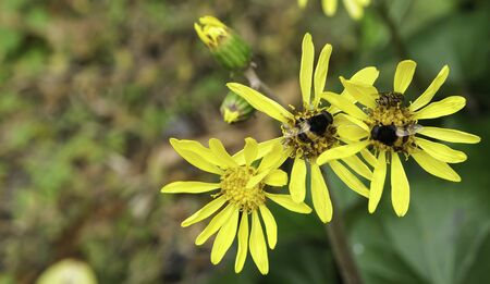 big bee on yellow flower tree eating pollen in botanic gardenの写真素材