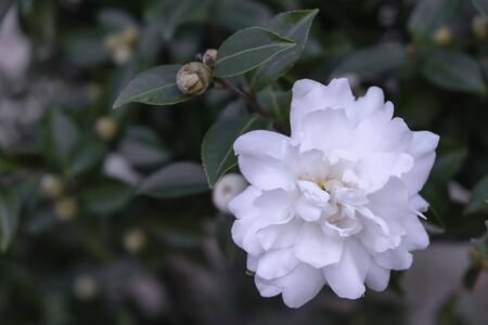 white blooming and buds flower  tree with green leaves in botanic gardenの写真素材