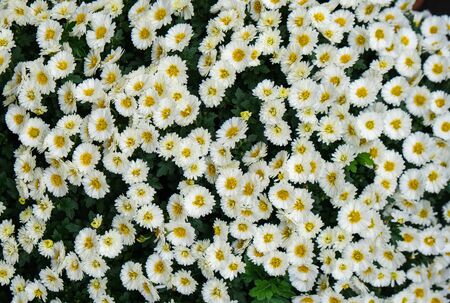 white flower group blooming in gardenの写真素材
