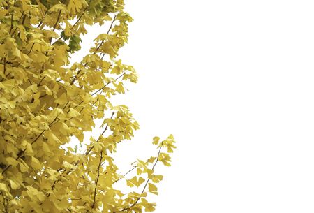 Fresh ginko yellow tree leaves with copy space for text white backgroundの写真素材
