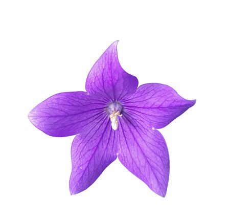 Platycodon grandiflorus violet flower blooming isolated on white backgroundの写真素材