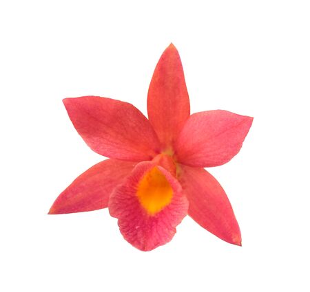 fresh small red orchid flower blooming. Isolated on white backgroundの写真素材