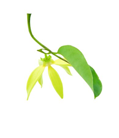 fresh climbing ylang yellow flower hanging with green leaves. Isolated on white backgroundの写真素材