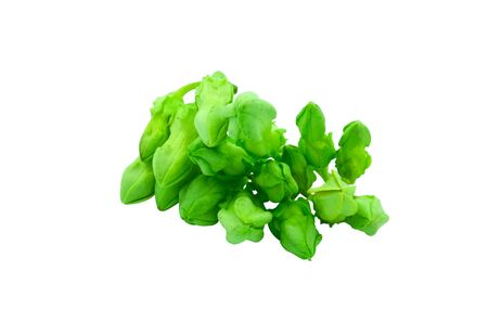 Fresh green cowslip creeper flower. Vegetable for cooking vegan food. Isolated on white backgroundの写真素材