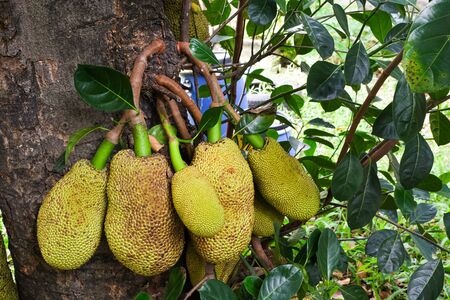 many fresh small jackfruit hanging on big treeの写真素材