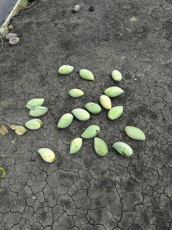 group of fresh mango fruits on dry soil floorの写真素材