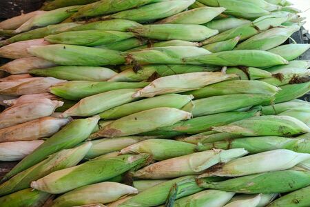 group of fresh organic corn green colorの写真素材