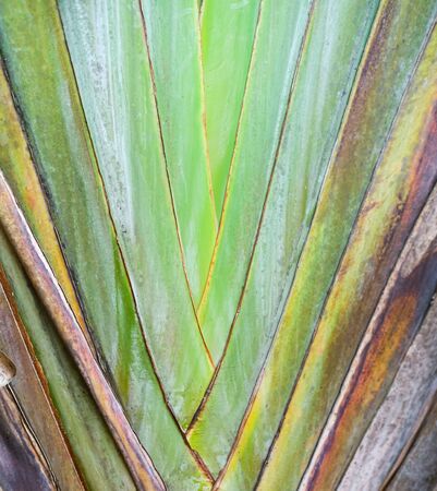 green pattern branch revenala madagascariensis tree backgroundの写真素材