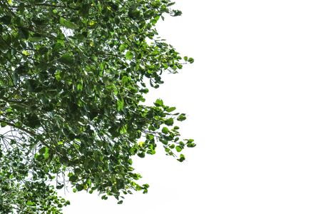 Green leaves bodhi tree copy space. Isolated with backgroundの写真素材