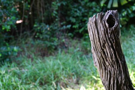timber tree textured copy space green tree backgroundの写真素材
