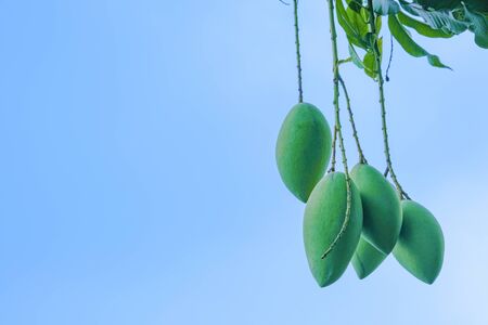 fresh green barracuda mango bouquet fruit hangibg on tree. blue sky blackgroundの写真素材