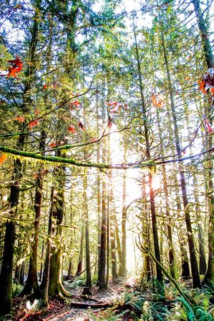 hiking travel high pine forest tree sun shine light