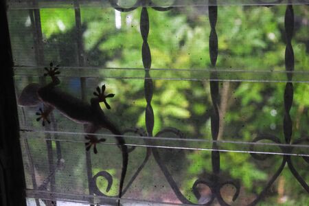 gecko amphibian shadow at night  on window glassの写真素材