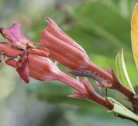 macro pink caterpillar worm eating flower and leaf damage green background