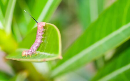 macro pink caterpillar worm on leaf green backgroundの写真素材