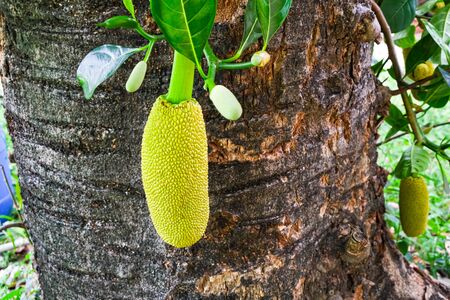 small jackfruit hanging on big tree