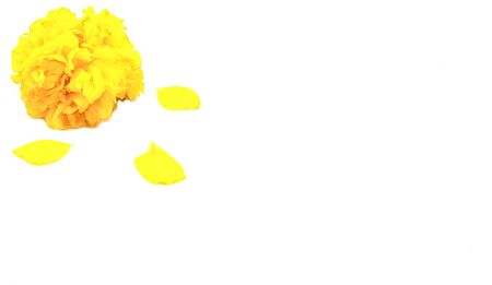 petal yellow flower in corner for decorative and copy space text. Isolated on white background no peopleの写真素材