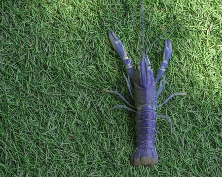 crayfish or redclaw shrimp two nippers freedom on green grass. amphibians animal life.の写真素材