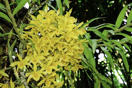 fresh dendrobium yellow flower orchid trees with green leaves hanging on bigger tree.の写真素材