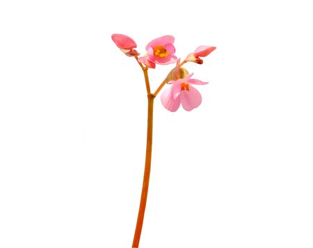 fresh bouquet Begoniaceae pink color blooming and bud. Isolated on white backgroundの写真素材