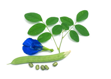 group of butterfly pea flowers with green pad contain seed and leaves. fresh flora violet blooming. herb of thai food. isolated on white backgroundの写真素材