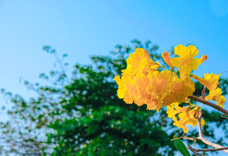 fresh Tabebuia aurea yellow flower on branch  with green leaves background. clear blue sky .