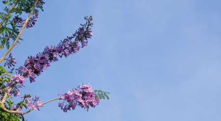 tree branch bouquet purple jacaranda flower on tree in botany garden.  group of floral blooming and...