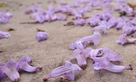 group of bouquet violet jacaranda flower falling on concrete floor in botany garden.  group of...