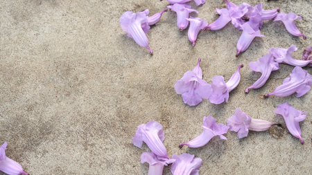group of bouquet violet color fresh jacaranda flower falling on concrete floor in botany garden. ...