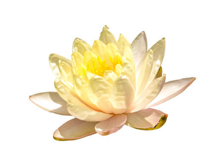elegance yellow water lily lotus flower isolated white backgroundの写真素材