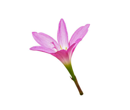 beauty flower pink color soft petal blooming.fresh plant isolated on white backgroundの写真素材
