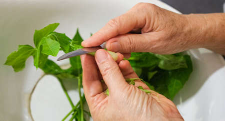 female holding knife on right hand old skin and left hand hold green Tree spinach leaf for peel...