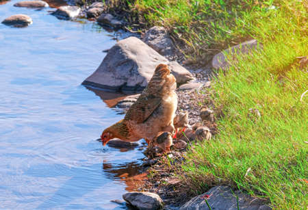 hen and small baby animal feeding food on river. family little chick in natural wildlife.の写真素材