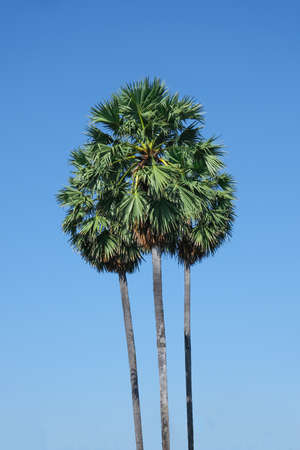 sugar palm or flabellifer high level blue sky background. green plant tropical fruit tree in thailand.の写真素材
