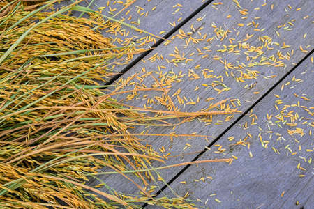 golden paddy rice and plant tree on wooden plank texture with copy space. organic natural grain thai...