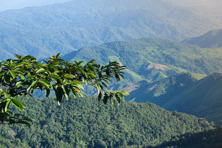 high angle mountain view with green leaves tree. forest fresh air and fog in morning sunrise....
