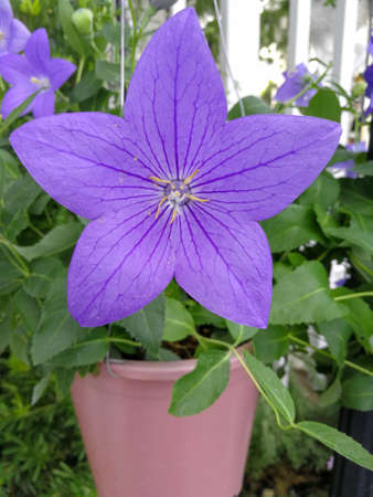 Platycodon grandiflorus violet flower blomming on plastic pot  in botany garden. Purple soft five petal star shape.の写真素材