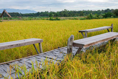 wood long chair install on bamboo bridge. fresh golden and green organic rice tree in thailand farming.season harvest organic plantの写真素材
