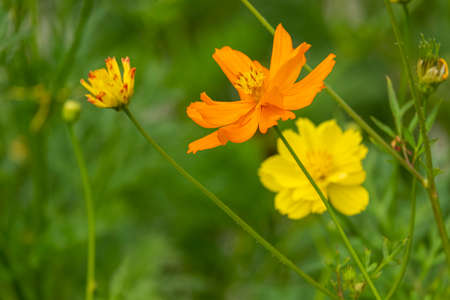 beauty group of multi color fresh yellow and orange gold cosmos flower blooming in botany garden.の写真素材