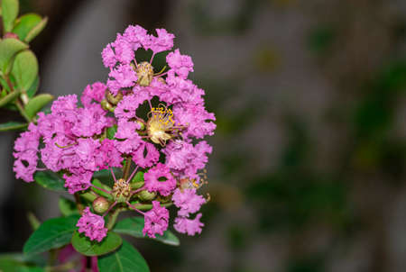 group of small pollen bouquet crape myrtle  pink flowers. beauty and  dry petal hanging on branch...