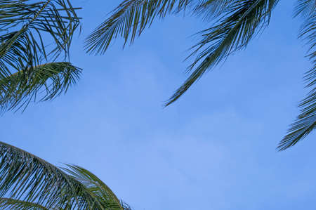 beauty fresh green coconut palm leaves tree  curve shape on blue sky background. sharp leaves plant...