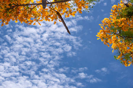 beautiful yellow and orange tree branch bouquet delonix flower and long pods on tree in botany...
